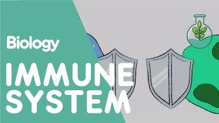 The Immune System  Health  Biology  FuseSchool [upl. by Nangem397]