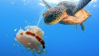 Hungry Turtle Eats Lion Mane Jellyfish [upl. by Ettegroeg778]