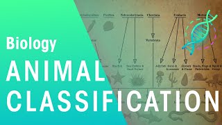 Animal Classification  Evolution  Biology  FuseSchool [upl. by Beverie988]