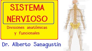 SISTEMA NERVIOSO explicado FÁCIL anatomía y fisiología [upl. by Ariek]