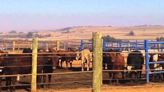 Karan Beefs feedlot in South Africa [upl. by Ammej]