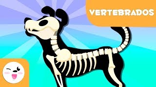 Animales vertebrados para niños  Introducción [upl. by Yhtak]