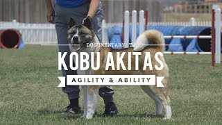 ALL ABOUT THE AMERICAN AKITA [upl. by Okin934]