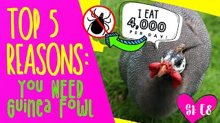 TOP 5 REASONS YOU NEED GUINEA FOWL [upl. by Eirrac]