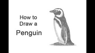 How to Draw a Penguin Magellanic [upl. by Ykcor]