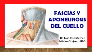 🥇 FASCIAS Y APONEUROSIS DEL CUELLO Fácil Rápido y Sencillo [upl. by Raffaj]