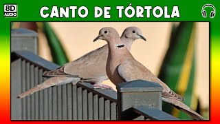 CANTO DE TORTOLA 🕊 [upl. by Nairdna]