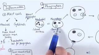 AS Biology  Immune response OVERVIEW OCR A Chapter 1256 [upl. by Hoo]