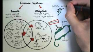 Immunology Overview [upl. by Rothberg76]