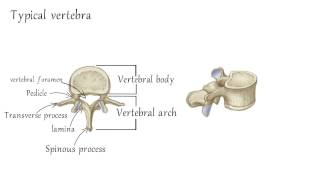 Cervical Vertebrae Anatomy [upl. by Foley]