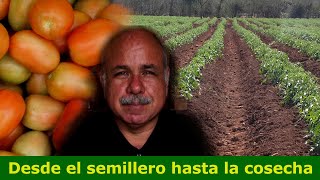 Como sembrar un cultivo de tomate [upl. by Enimajneb]