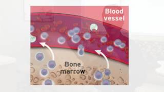 Stem Cell PreCollection and Mobilization [upl. by Elizabet295]