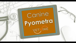 Canine Pyometra  Why Some Dogs Dont Get Better With Medical Treatment or Experience Relapses [upl. by Tonkin]