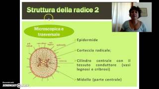 La radice struttura e funzioni [upl. by Neale]