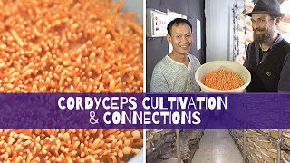 Cordyceps Cultivation amp Connections [upl. by Pruter]