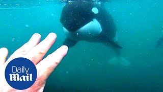 Incredible moment killer whales brush past swimmer in New Zealand [upl. by Helga190]