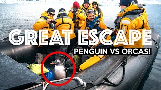 PENGUIN ESCAPES KILLER WHALES By Jumping Onto Boat  Antarctica [upl. by Eerised]