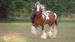 Copper Coin  Gypsy Vanner Horse Stallion [upl. by Naawaj]