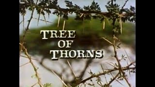 Acacia Tree of Thorns 1983 [upl. by Euqinamod]