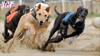 Greyhound dog  Track racing [upl. by Leahplar]