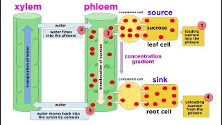 Types of Plant Tissues [upl. by Ledah]