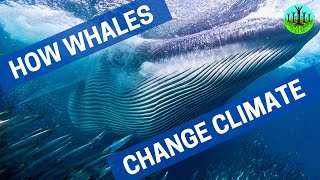 How Whales Change Climate [upl. by Ekard]