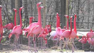 Flamingos at the National Zoo [upl. by Hanahs]