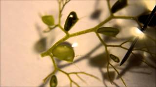 Utricularia australis Traps  A Carnivorous Plant [upl. by Junette904]