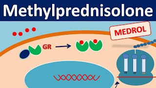 Methylprednisolone  Mechanism side effects precautions amp uses [upl. by Autum6]