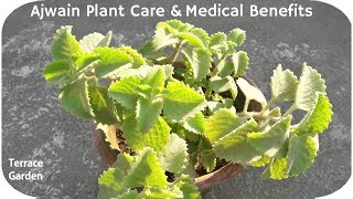 Ajwain Plants Care  Ajwain Uses and BenefitsTERRACE GARDEN [upl. by Davidson593]