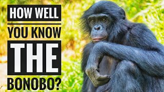 Bonobo  Description Characteristics and Facts [upl. by Aelam648]