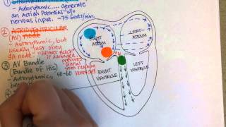 Conduction System of the Heart [upl. by Aerda]