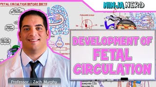 Embryology  Development of Fetal Circulation [upl. by Otipaga]