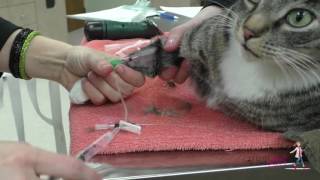 How to place an intravenous IV catheter  VETgirl Veterinary CE Videos [upl. by Hertz]