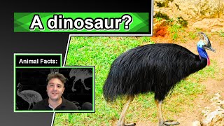 This quotbirdquot can disembowel you  10 COOL CASSOWARY FACTS [upl. by Innavoeg140]