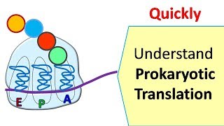 Translation in prokaryotes  Protein synthesis in prokaryotes [upl. by Anicnarf]