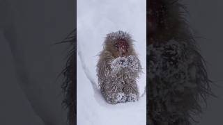 Japanese Macaque Monkey [upl. by Aicek]