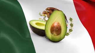 10 Hour of Avocados 🥑 From Mexico 🇲🇽 [upl. by Ardolino]