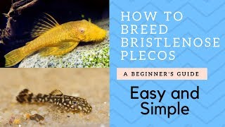 How to Breed Bristlenose Catfish Plecos [upl. by Lucia]