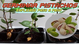 INCREIBLE Como Germinar Semillas de Pistacho  Germinar Pistacho  Sembrar Pistacho  Plantar [upl. by Saber]