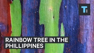 Rainbow tree from the Philippines [upl. by Ahsinert324]