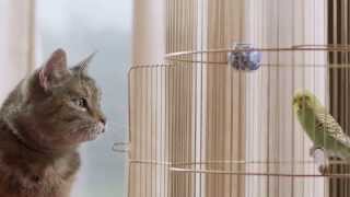 Freeview TV Ad  Cat amp Budgie catandbudgie [upl. by Etteyniv]