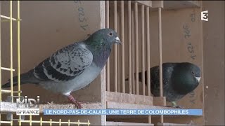 ANIMAUX  Le NordPasdeCalais une terre de colombophiles [upl. by Nyrehtak]