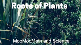 Plant Root Structure [upl. by Farwell]