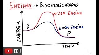 Proteínas  Enzimas [upl. by Aivata]