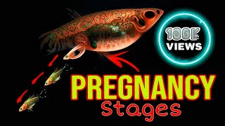 Stages of a Pregnant GuppyMating Labor Live Birth [upl. by Liag]