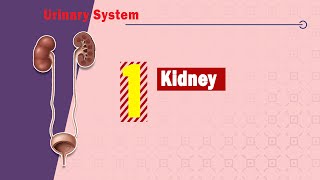 Anatomy of the Kidneys  Dr Ahmed Farid [upl. by Allissa16]