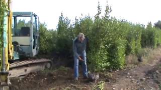 Griselinia littoralis Hedge Lifting At Hylands Nursery [upl. by Yrahk946]