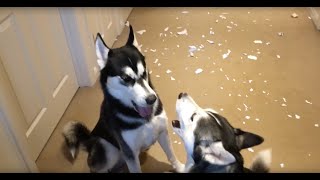 Huskies arguing over who made the mess [upl. by Garrot630]