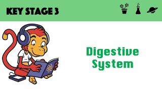 Digestive System [upl. by Birdella]